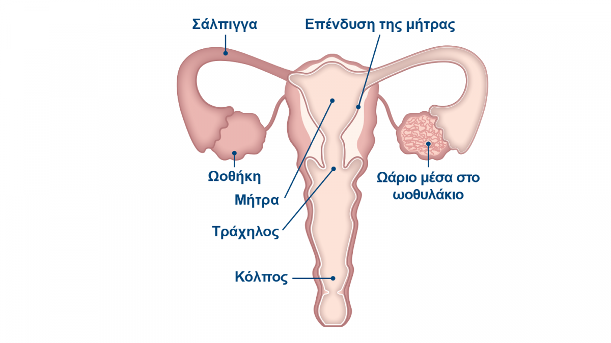 Γυναικεία αναπαραγωγικά όργανα